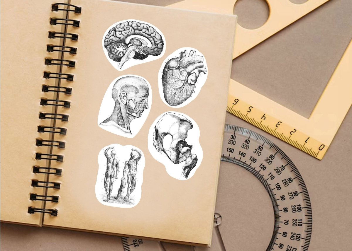 Anatomical Decals: Captivating Anatomy Stickers for Science Lovers and Medical Students - Decords