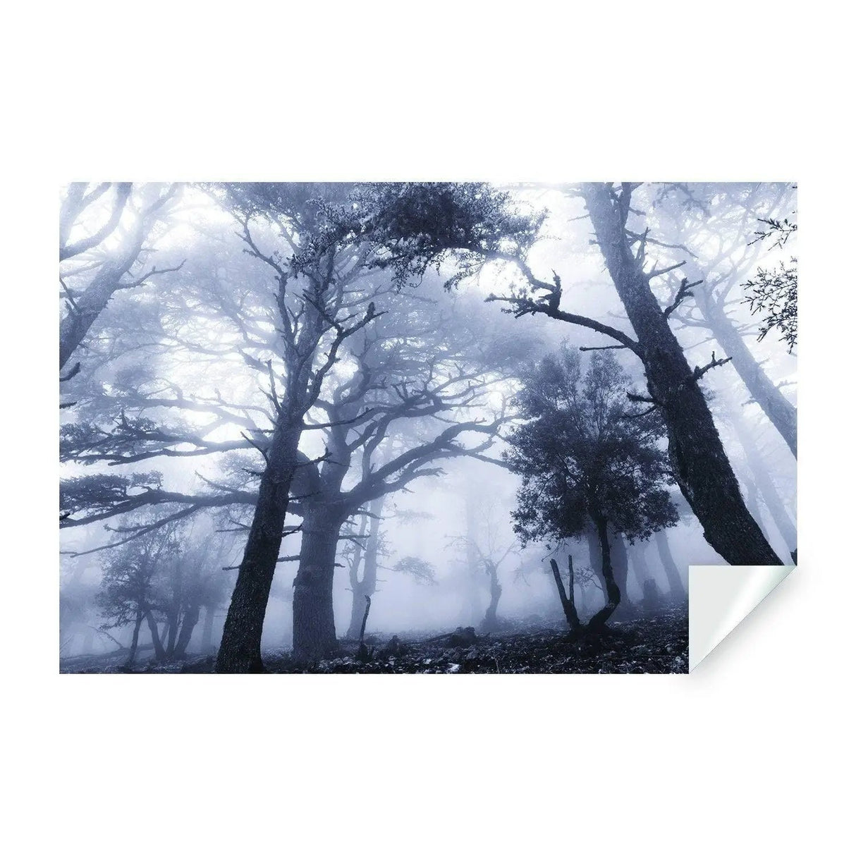 Foggy Forest Decal Wallpaper - Fog Tree Removable Wall Paper Sticker Mural Art - Large Bedroom Dark Misty Nature Decor Peel And Stick - Decords