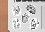 Anatomical Decals: Captivating Anatomy Stickers for Science Lovers and Medical Students - Decords