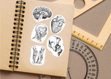 Load image into Gallery viewer, Anatomical Decals: Captivating Anatomy Stickers for Science Lovers and Medical Students - Decords
