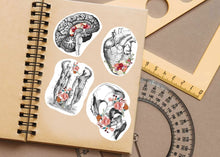 Load image into Gallery viewer, Anatomical Decals: Captivating Anatomy Stickers for Science Lovers and Medical Students - Decords
