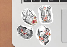 Load image into Gallery viewer, Anatomical Elegance: Vinyl Stickers for Hydroflask - Show Your Passion for Anatomy with Style! - Decords
