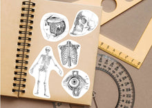 Load image into Gallery viewer, Anatomical Flair: Captivating Anatomy Stickers for Laptop, Water Bottle, and Tumbler - Decords
