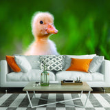 Duck Wallpaper Vinyl Decal Decor - Home Bedroom Peel And Stick Removable Art Wall Paper Sticker