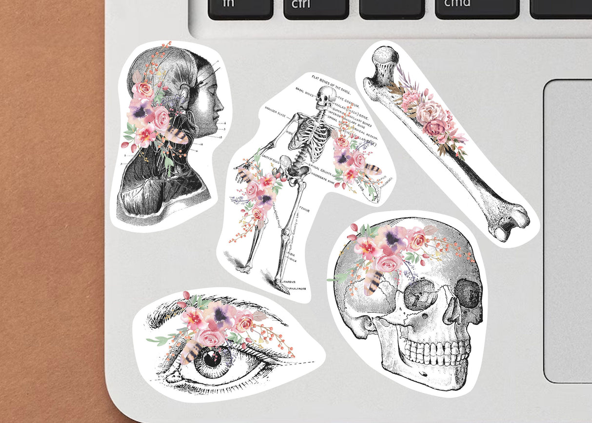 Anatomy Stickers Set - Medical Marvels Science Education Supplies