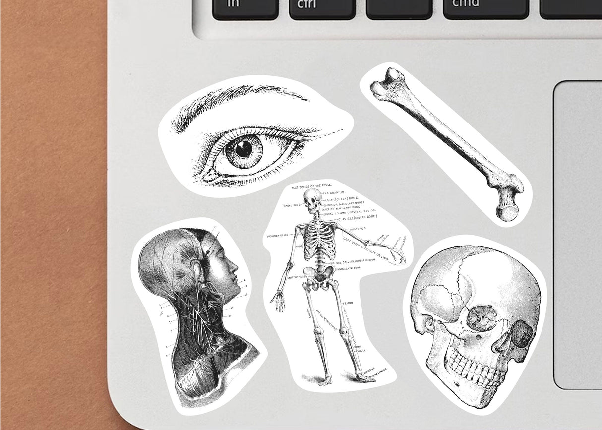 Anatomy Stickers Set - Medical Marvels Science Education Supplies