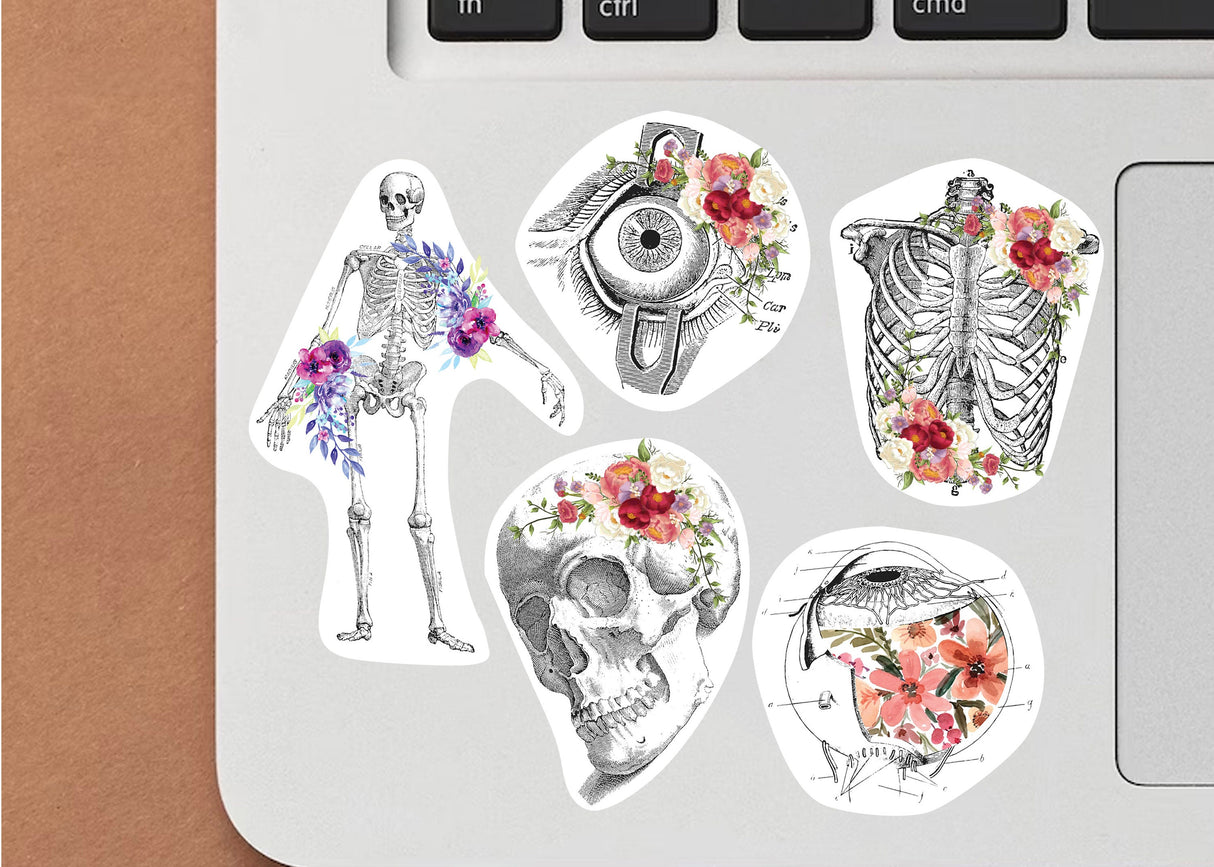 Anatomy Stickers for Hydroflask - Anatomical Decals Gift for Doctors and Medical Students