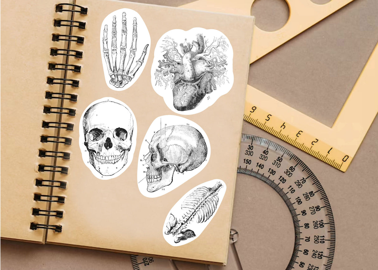 Anatomy Skeleton Decals - Medical School Decor