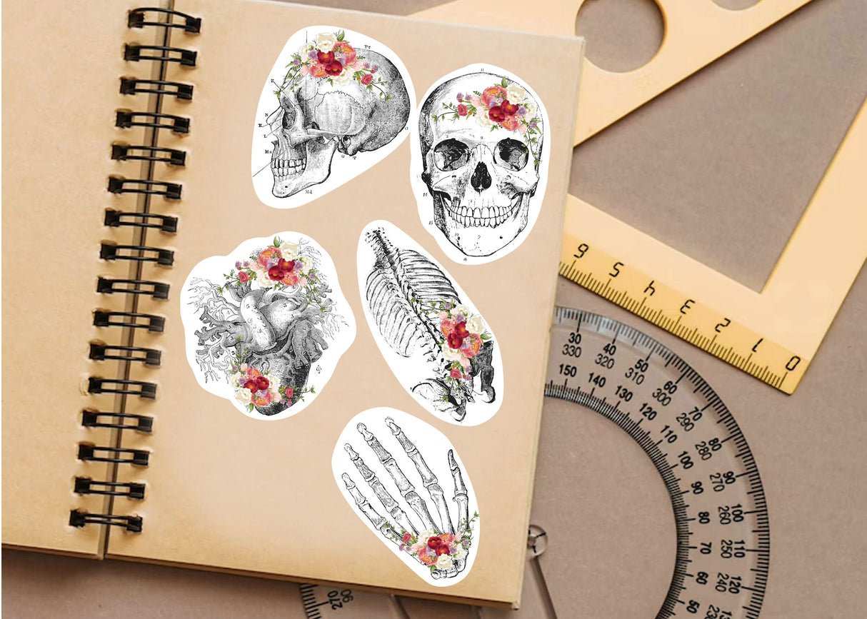 Hariduslikud meditsiinilise skeleti kleebised – anatoomiakleebised õppimiseks
