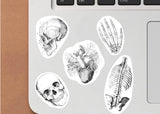 Hariduslikud meditsiinilise skeleti kleebised – anatoomiakleebised õppimiseks