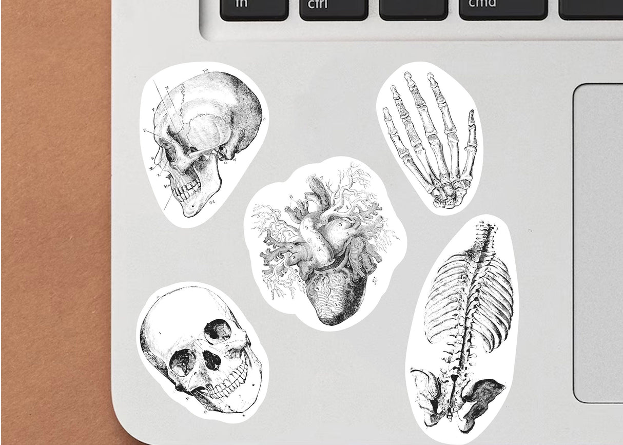 Anatoomia skeleti kleebised – meditsiinikooli kujundus