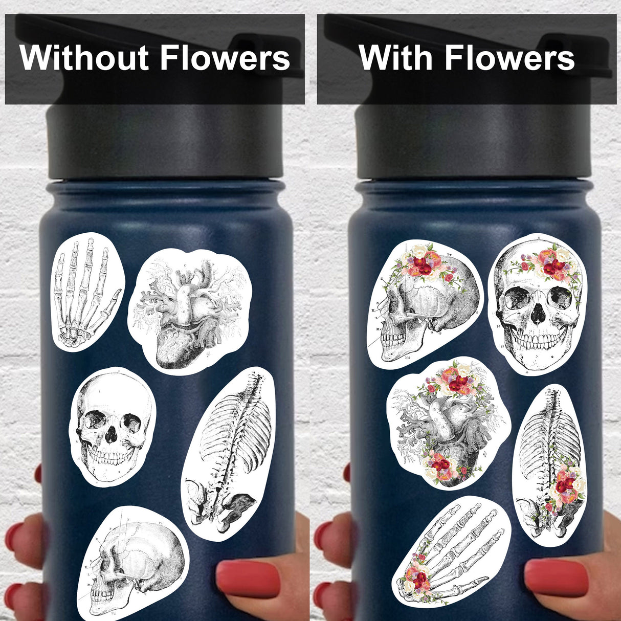 Educational Medical Skeleton Decals - Anatomy Stickers for Learning